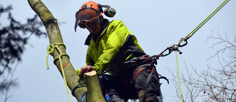 Arborist Tree Surgeon up a tree in Andover area