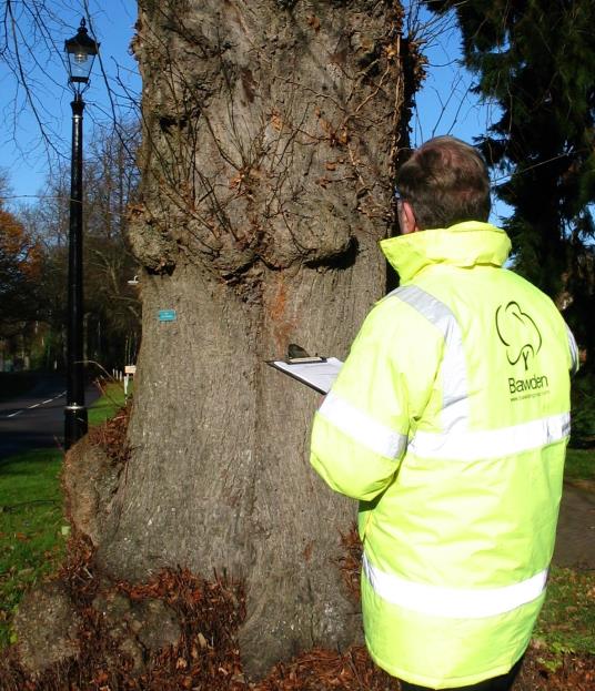 tree-surveys-for-schools-and-colleges