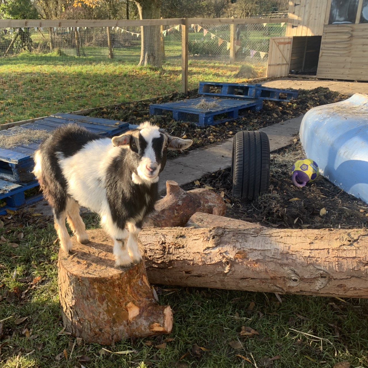 One of the goats enjoying the logs.