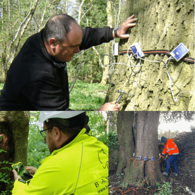 arboricultural-surveyors-and-tree-surveys-uncovered